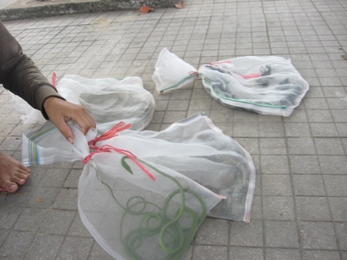 Tất cả được đựng trong túi lưới mỏng mảnh