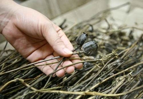 Đi tìm rượu ngâm "thần chết" - 2 Sau khi phơi khô, cây thuốc phiện được thương lái tới thu mua với giá cao