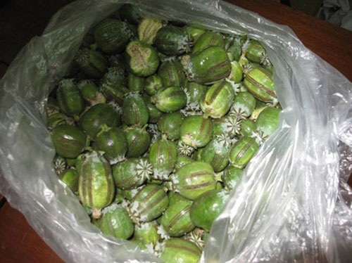 Đi tìm rượu ngâm "thần chết" - 3 Quả cây thuốc phiện tươi