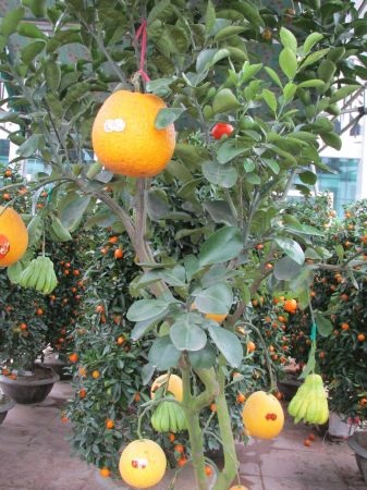 Cây ngũ quả ở chợ hoa Xuân Đông Hà