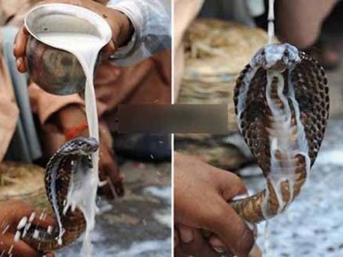 2. Tục thổi kèn thôi miên rắn