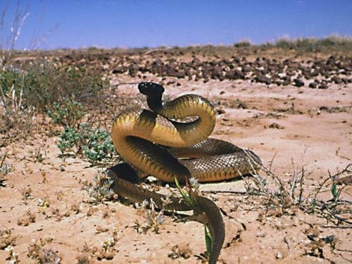 4. Rắn chữa bệnh