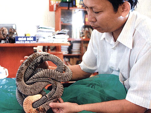 Giám độc vườn quốc gia Lò Gò - Xa Mát Nguyễn Đình Xuân cùng con rắn