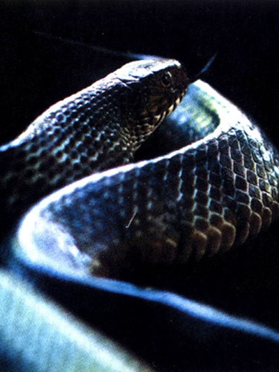 Ảnh con rắn hổ mang chúa do cán bộ nghiên cứu của Viện Sinh Thái Học Miền Nam chụp được