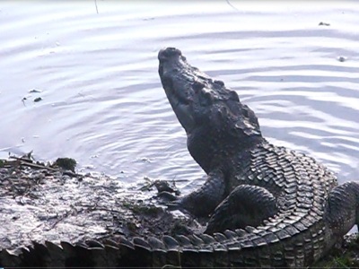 Kiểm lâm Chiến lái mũi thuyền vượt qua biển bèo, thức ăn khoái khẩu của cá sấu. Ảnh: QD.