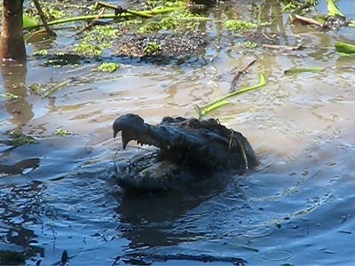 Kiểm lâm Chiến lái mũi thuyền vượt qua biển bèo, thức ăn khoái khẩu của cá sấu. Ảnh: QD.