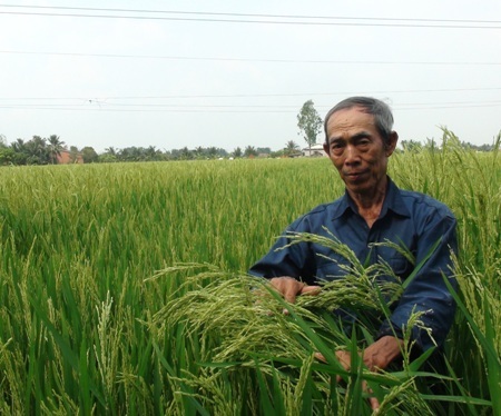 Ông Nguyễn Văn Bền bên cánh đồng lúa mà ông Nhu đã thuê của gia đình ông để trồng thử nghiệm.