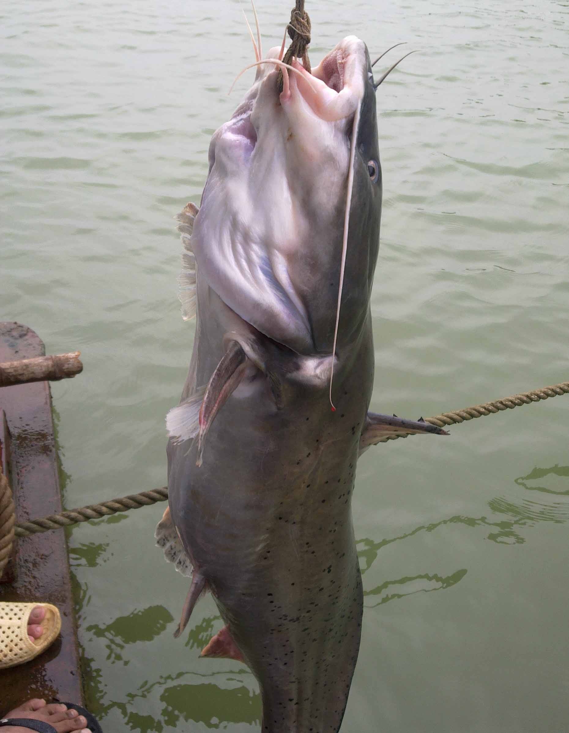 Bắt được cá Lăng “khủng” nặng 54kg trên sông Lô - 2 Theo