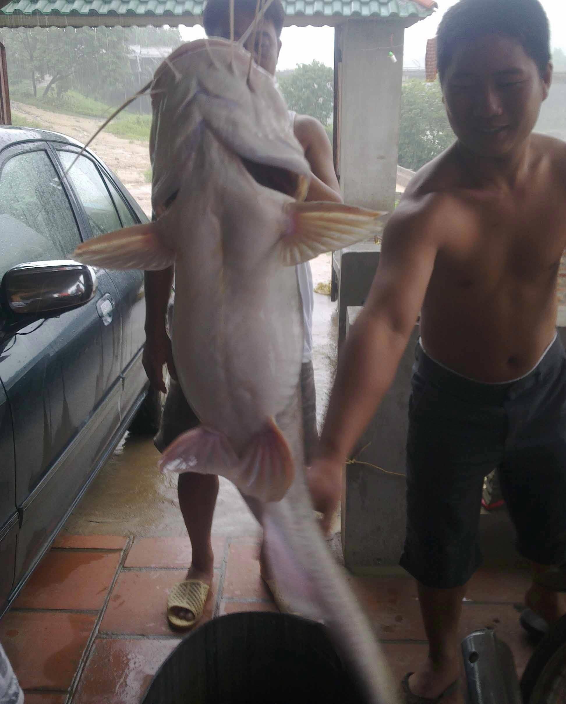 Bắt được cá Lăng “khủng” nặng 54kg trên sông Lô - 3 Theo