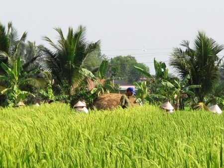 Lúa lạ được trồng trên diện tích 1,4 ha