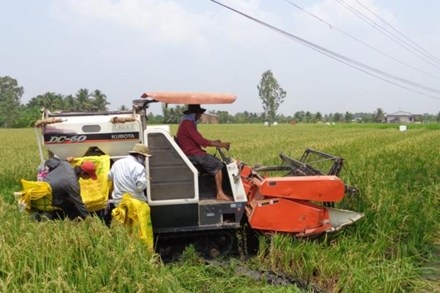 Trồng "lúa lạ" gốc Trung Quốc