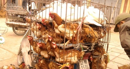 Gà nội thải loại tràn ra thị trường - 1 Gà nội thải loại tràn ra thị trường