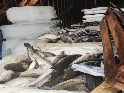 Đến lượt cá quả, ếch Trung Quốc tràn sang Việt Nam - 1 Số cá quả Trung Quốc bị thu giữ.