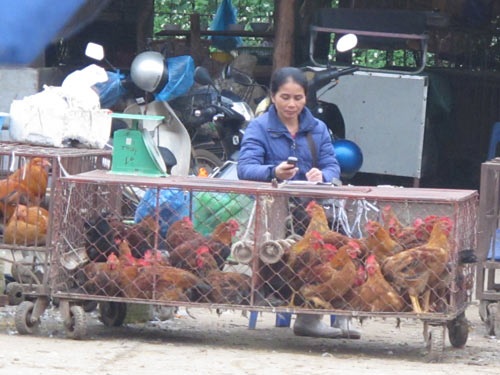 Gà lậu rầm rập về Lạng Sơn - 1 Các chủ kinh doanh gà, vịt ở chợ đầu mối Giếng Vuông (Lạng Sơn) vẫn coi thường với virus cúm A/H7N9