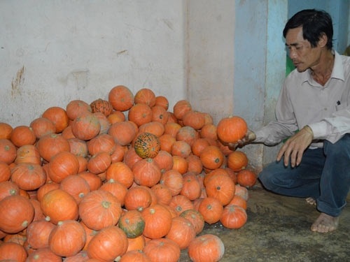 Nông dân khổ sở với giống cây Trung Quốc - 1 Nông dân khổ sở với giống cây Trung Quốc