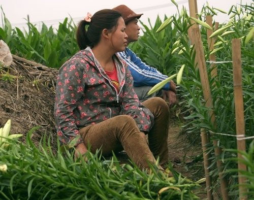 Nông dân khổ sở với giống cây Trung Quốc - 3 Nông dân khổ sở với giống cây Trung Quốc