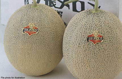 Cặp dưa vàng giá bằng cả chiếc ô tô - 1 Tiền mua cặp dưa vàng này có thể tậu một chiếc xe ô tô loại nhỏ.