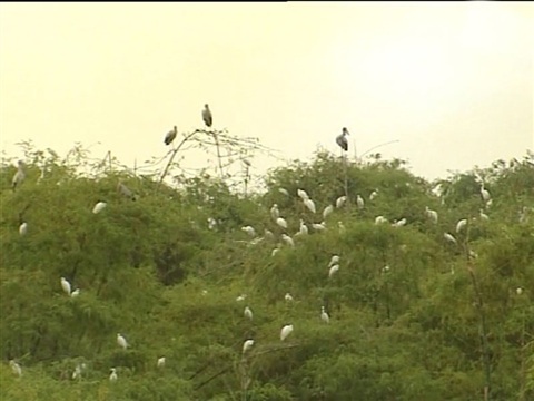 Kỳ lạ vườn cò vạn con bên sông Cầu - 1 Một góc vườn cò ông Bé.