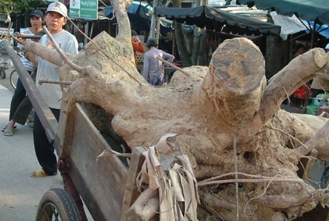 Một gốc dó trầm chuẩn bị đưa vào chế tác trầm cảnh tại làng Trung Phước.