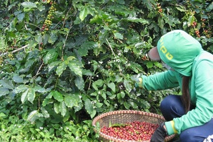 Vùng càphê “ngon nhất thế giới” dính nạn sâu đục thân