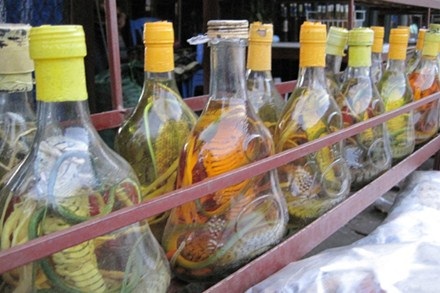 Sừng tê giác: Alô là có! - 2 Rượu rắn rừng bán tràn lan ở Tam Đảo. Ảnh:D.H