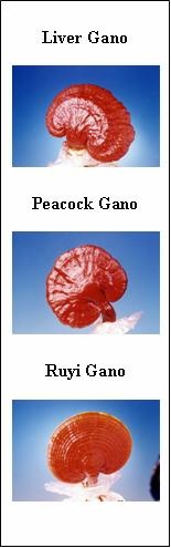 Sự thật giá trị khoa học của nấm linh chi