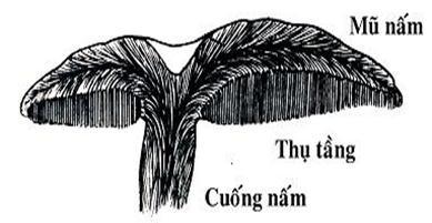 Sự thật giá trị khoa học của nấm linh chi - 2 Sự thật giá trị khoa học của nấm linh chi