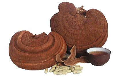 Sự thật giá trị khoa học của nấm linh chi - 4 Sự thật giá trị khoa học của nấm linh chi