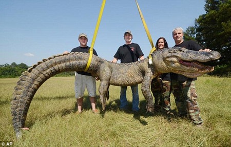 Săn được cá sấu to như khủng long ở Mississippi - 1 Săn được cá sấu to như khủng long ở Mississippi