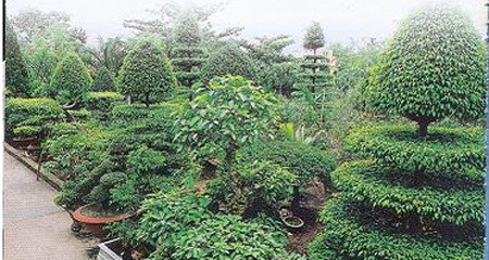 Đại gia cây cảnh khóc ròng với đống củi tiền tỷ - 1 Đại gia cây cảnh khóc ròng với đống củi tiền tỷ