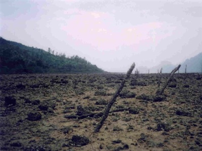 Canh bạc sứa đỏ độc nhất vô nhị - 1 Bãi nuôi sứa trơ những cây cọc khi đàn sứa tràn ra biển.