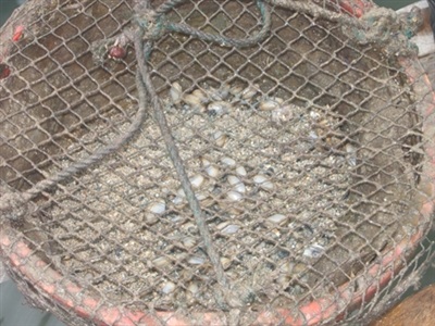 Ươm giống tu hài.