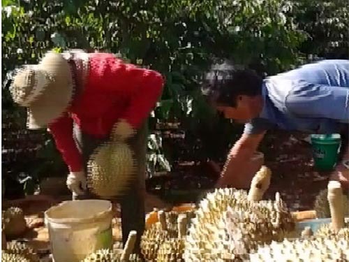 Ép chín sầu riêng bằng thuốc “lạ” - 1 Sầu riêng được nhúng vào thùng nước đã pha sẵn thuốc