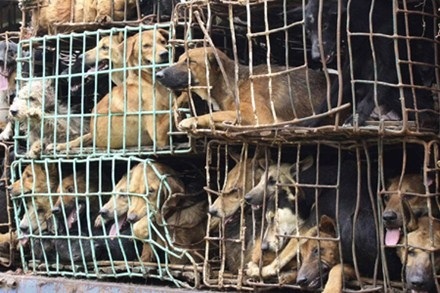 Buôn lậu chó vào Việt Nam: Nghề mới cho mafia