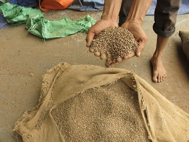Thấy gì từ vụ “kho cà phê” cầm cố 7 ngân hàng? - 1 “Cà phê” thế chấp trong kho của Công ty Trường Ngân.
