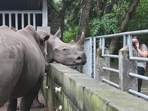 Tê giác đang có nguy cơ tuyệt chủng vì bị săn bắn trái phép