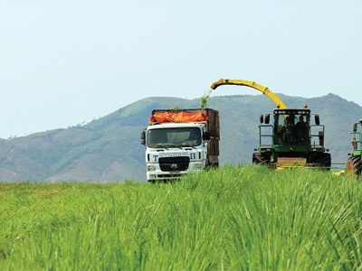 Ngành sữa VN - Muốn hái quả ngọt, cần trồng cây tốt - 2 Thu hoạch cỏ bằng máy công suất lớn tại trang trại bò sữa