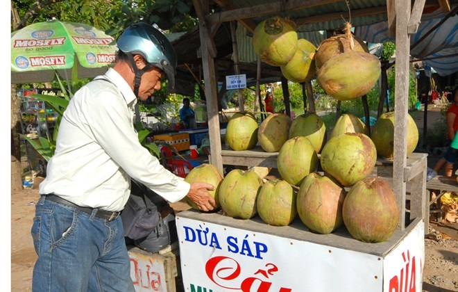 Sát Tết, giá dừa sáp từ 200.000 - 250.000 đồng/trái - 1 Dừa sáp bày bán ở huyện Cầu Kè.