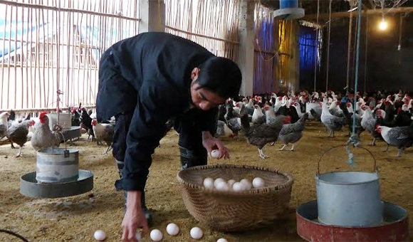 Hết sốt giá đến khủng hoảng thừa trứng gà