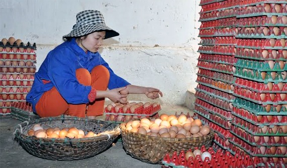 Trứng giảm giá, người nuôi trứng ở trang trại đang lỗ tới 4-5 triệu đồng/ngày.