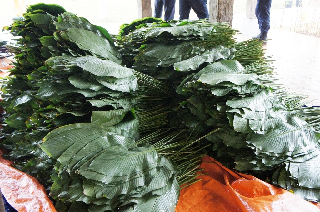 Lá dong phải to, xanh, dày lá được lựa chọn rất kỹ lưỡng