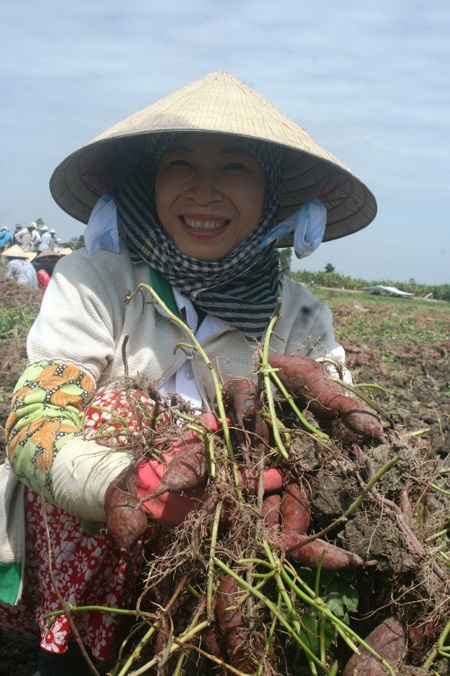 Kỳ lạ tận thu cả lá, ngọn, dây khoai lang - 2 Niềm vui được mùa của một nông dân Vĩnh Long