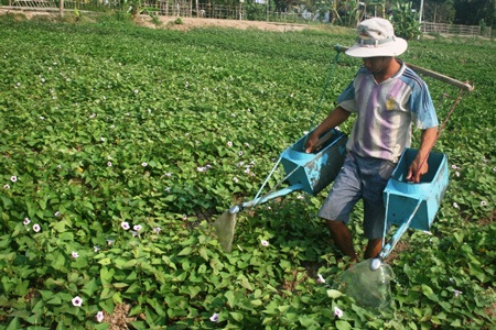 Kỳ lạ tận thu cả lá, ngọn, dây khoai lang - 3 Thương lái đặt vấn đề mua ngọn, cọng khoai lang khiến nhiều người không khỏi bất ngờ