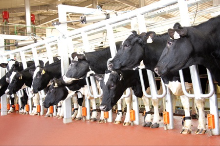 Thị trường sữa Việt và câu chuyện từ con bò - 1 Đàn bò sữa của TH True MILK