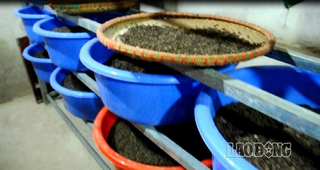 “Xách tay” tuồn gián đất Trung Quốc về Việt Nam