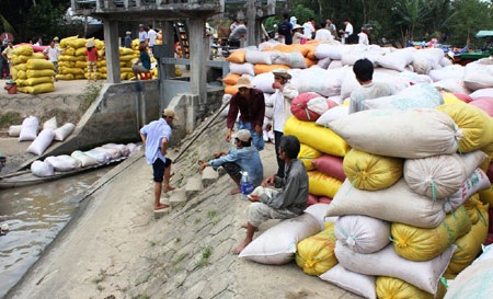 Nông dân miền Tây nhấp nhổm trên đống lúa - 1 Lúa chín đầy đồng, chất đầy bãi nhưng người nông dân đứng ngồi không yên