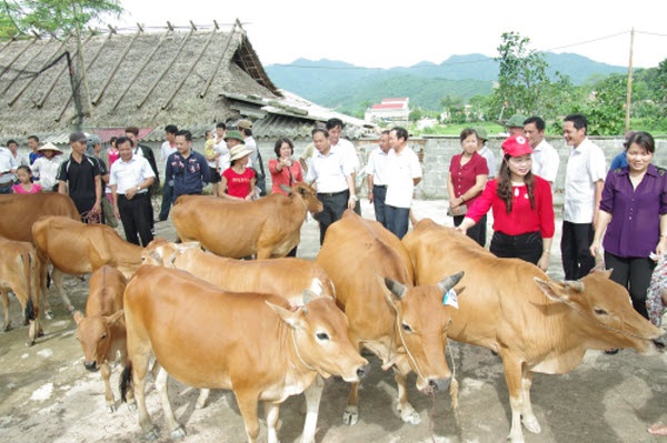 Các hộ nghèo nhận bò tại Thanh Hoá