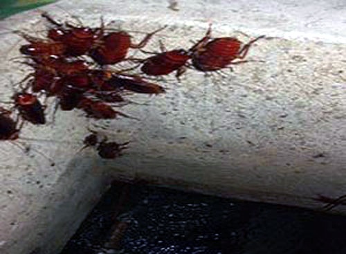 Kinh hãi những bộ xương trắng trong bể nước nhà hàng - 2 Gián, chuột chết đầy trong bể chứa nước ngầm. Phía dưới là nước đen sì (ảnh do nhân vật cung cấp)