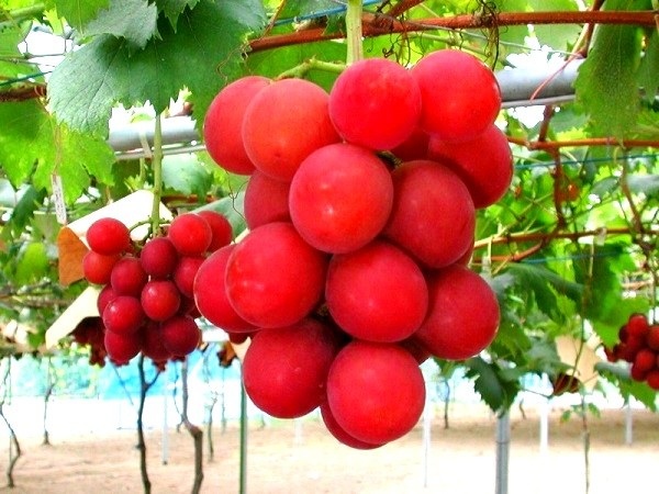 Kỷ lục: Chùm nho 30 quả giá hơn...110 triệu đồng - 1 (Ảnh minh họa)