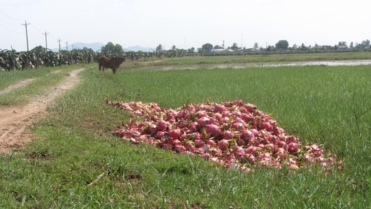 Thanh long đổ đầy đường - 2 Đến bò cũng không thèm ăn